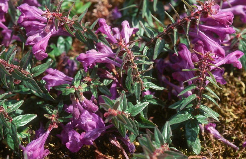 Scutellaria hastifolia