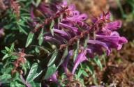 Scutellaria hastifolia