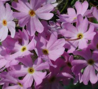 Primula farinosa