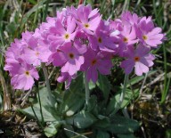 Primula farinosa