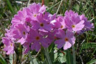 Primula farinosa