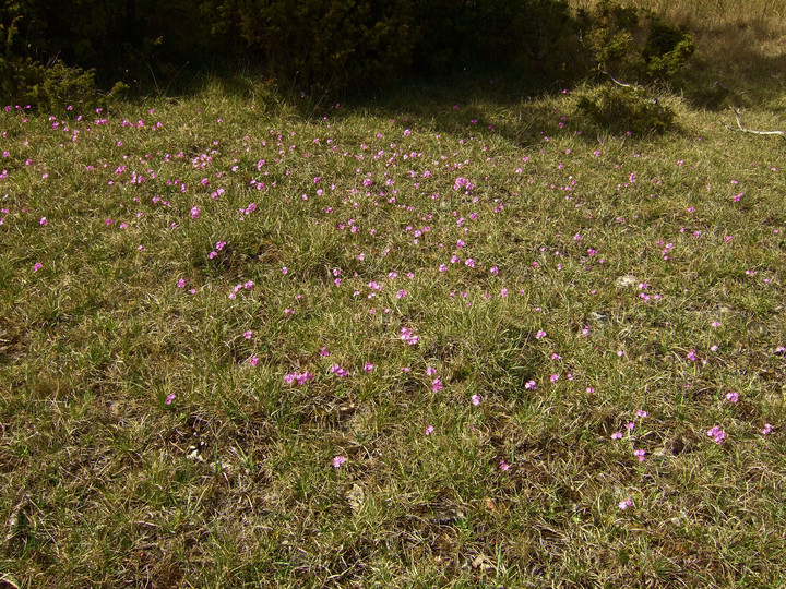 Primula farinosa