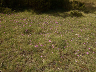 Primula farinosa