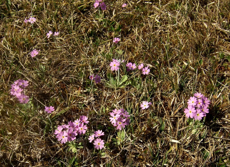 Primula farinosa