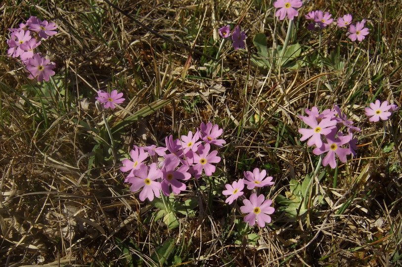 Primula farinosa