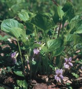 Viola mirabilis