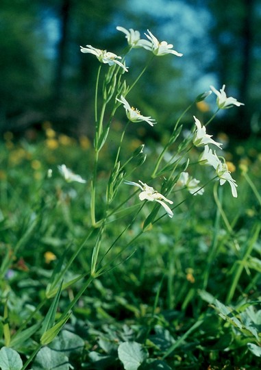 Stellaria holostea