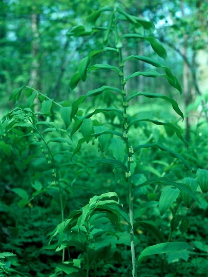 Polygonatum multiflorum