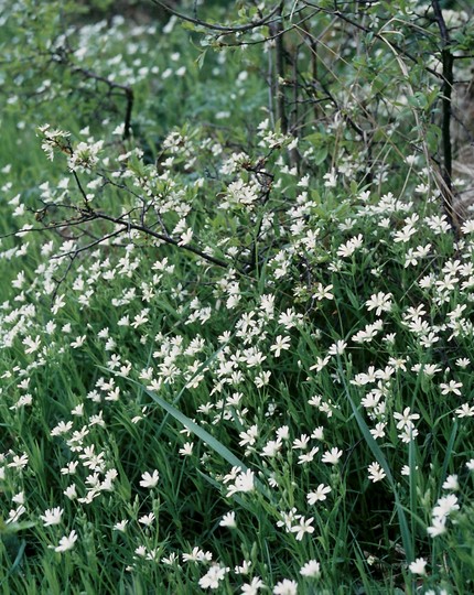 Stellaria holostea