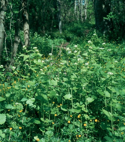 Alliaria petiolata