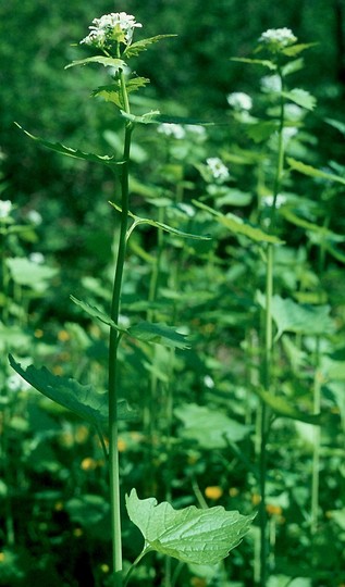 Alliaria petiolata