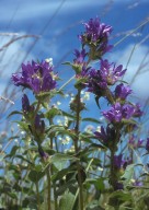 Campanula glomerata