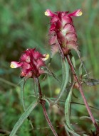 Melampyrum cristatum