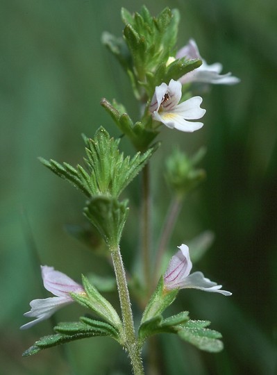 Euphrasia stricta ssp. suecica