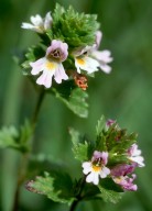 Euphrasia stricta ssp. suecica