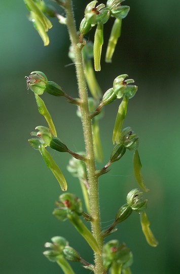 Listera ovata