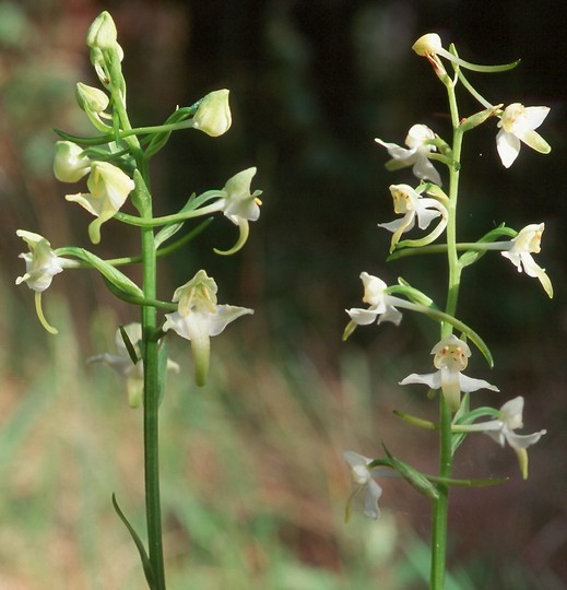 Platanthera chlorantha