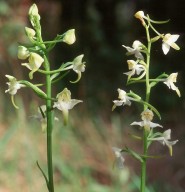 Platanthera chlorantha