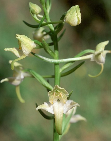 Platanthera chlorantha