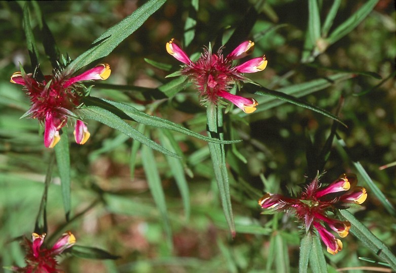 Melampyrum cristatum