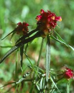 Melampyrum cristatum