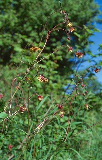 Geum rivale x urbanum