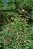 Geum rivale x urbanum