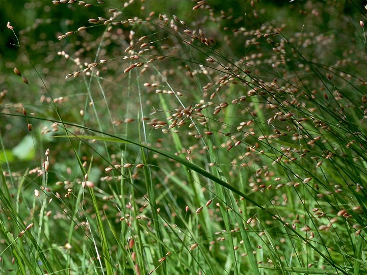 Melica uniflora