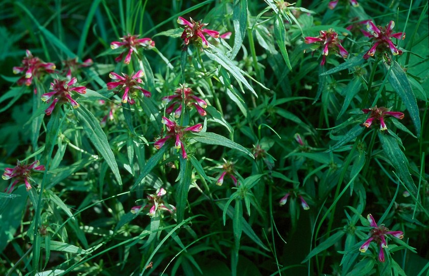 Melampyrum cristatum