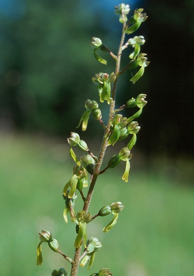 Listera ovata