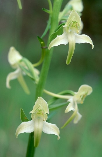 Platanthera chlorantha