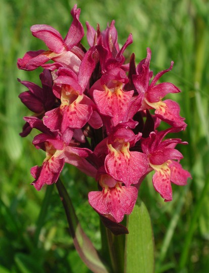 Dactylorhiza sambucina