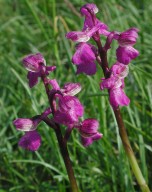 Orchis morio