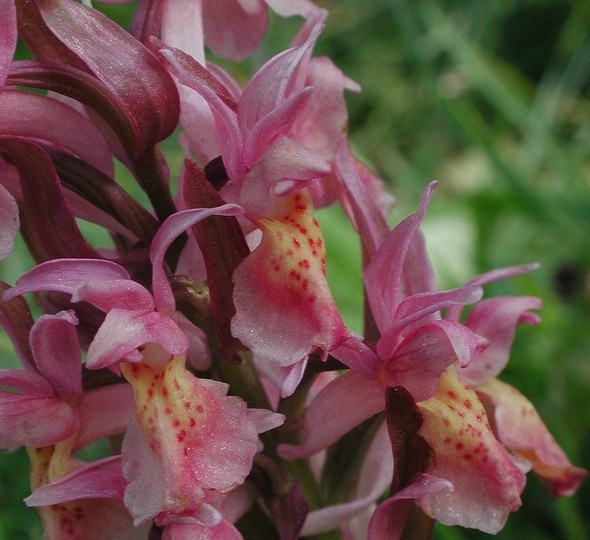 Dactylorhiza sambucina