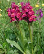 Dactylorhiza sambucina