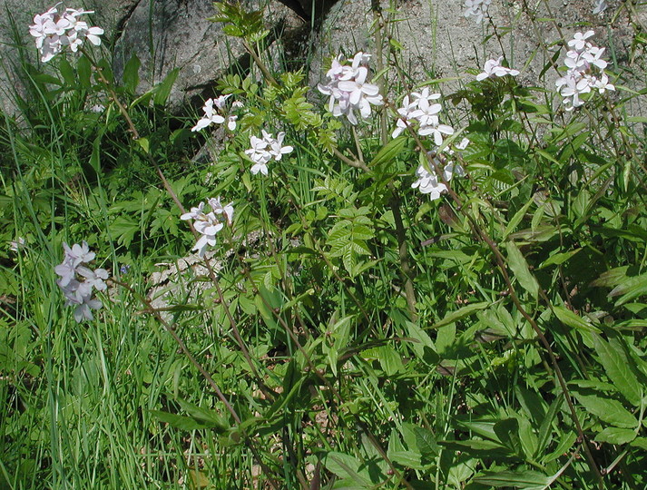 Dentaria bulbifera