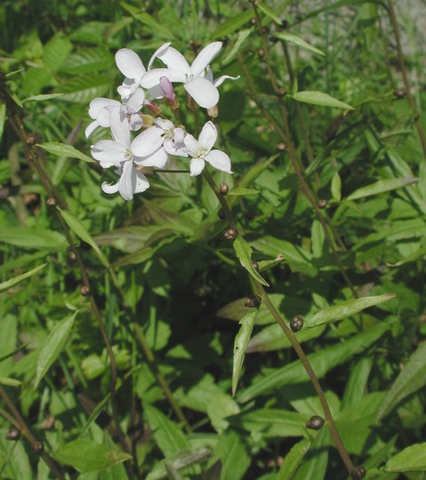 Dentaria bulbifera