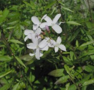 Dentaria bulbifera