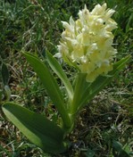 Dactylorhiza sambucina