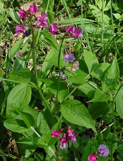 Lathyrus vernus