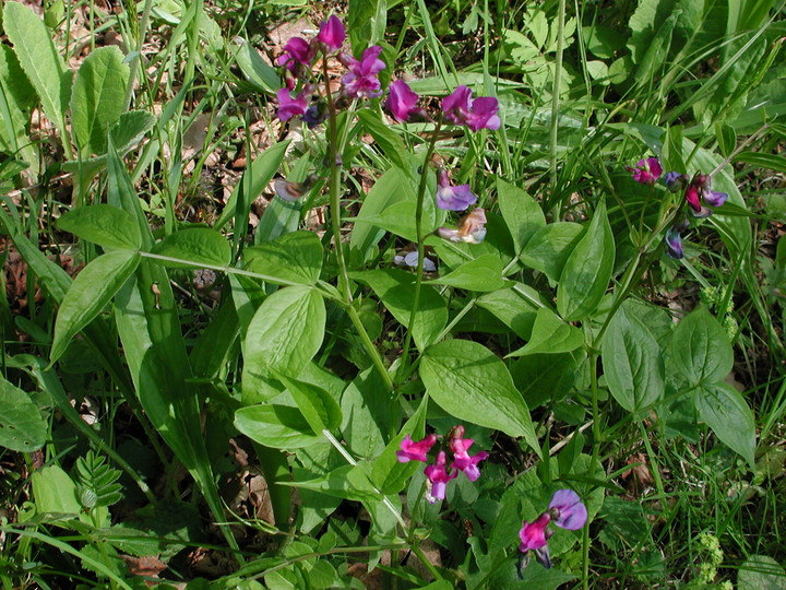 Lathyrus vernus