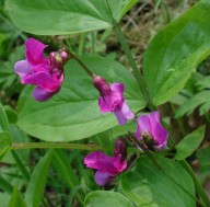 Lathyrus vernus