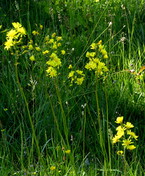 Crepis praemorsa