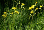 Crepis praemorsa