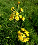 Crepis praemorsa