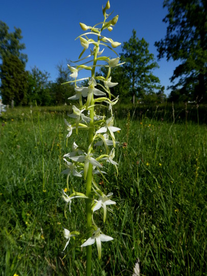 Plathanthera bifolia ssp. latifolia