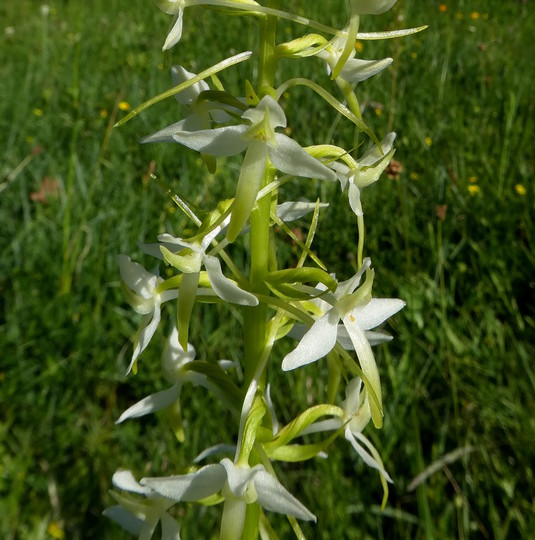 Plathanthera bifolia ssp. latifolia