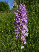 Dactylorhiza incarnata  maculata subsp. fuchsii