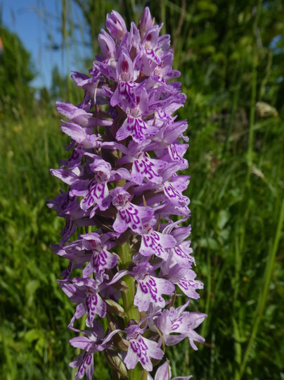 Dactylorhiza incarnata  maculata subsp. fuchsii