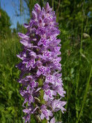 Dactylorhiza incarnata  maculata subsp. fuchsii